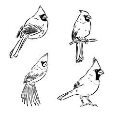 Cardinal bird sketch, vector illustration. Hand drawn red cardinal bird. Engraved illustration. Cardinal bird sitting on a branch. Hand drawn sketch.