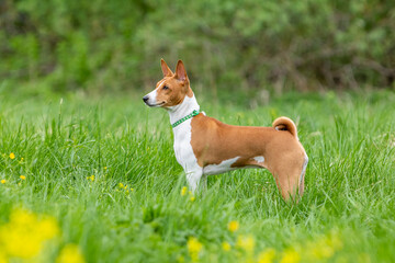 Red basenji puppy stands in tall green grass