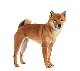 shiba inu in studio
