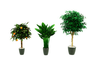 3D visualization of plants in flowerpots on a white background