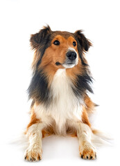 rough collie in studio