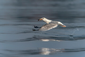 Caspian Gull (Larus cachinnans) eating fish in the oder delta in Poland, europe. Blue background. Seagull eating fish.