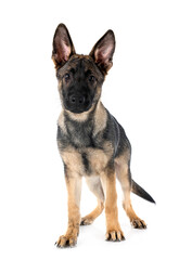 young german shepherd
