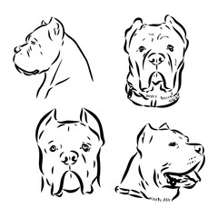 Dog Cane Corso. Illustration on a white background.