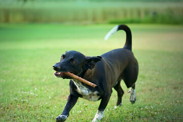 dog with a wood in its mouth