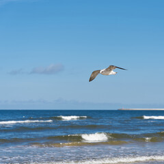 Junge Silbermöwe, Larus argentatus, beim Flug entlang der polnischen Ostseeküste 