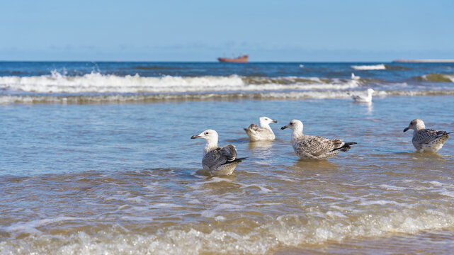 Polish Baltic coast beach with young herring gulls, Larus argentatus in water 