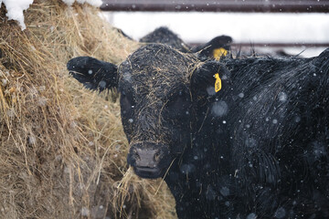 Black angus cows in winter snow eating from round bale hay during Texas weather closeup on ranch.