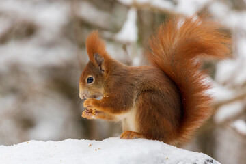 squirrels in the snow and eating nuts