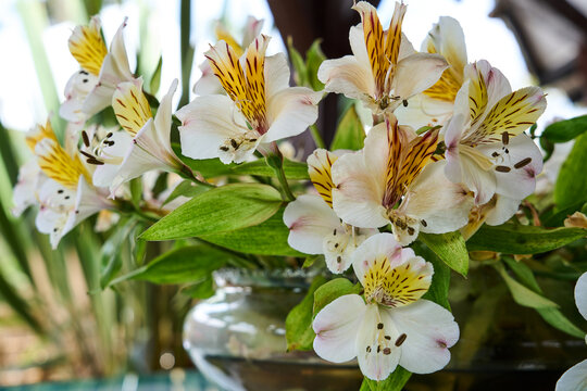 Alstroemeria. bouquet of white astromelias with yellow spots. floral centerpiece decoration. white flowers with yellow spots. brindle astromelias. vase with exotic astromelias from Latin America. 