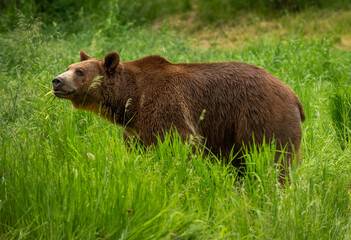 Grizzly Bear in Spring