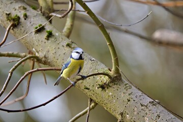 bird, natur, wild lebende tiere, gelb, blaumeise, 