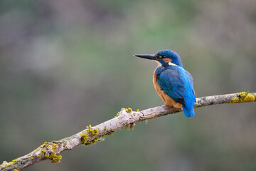 Eisvogel, natur, wild lebende tiere, orange, baum, tier