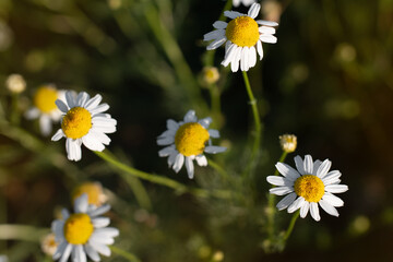 Close up photo of a beautiful white daisies. Wild chamomile field during summer evening. Selective focus, blurred background. - Powered by Adobe