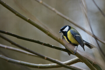 bird, natur, wild lebende tiere, gelb, blaumeise, 