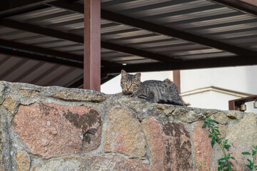 Hungry multicoloured homeless stray cats sitting on the sidewalk eating cat food given food by volunteers in downtown Dubrovnik, Dalmatia, Croatia. Surrounded by greenery on a sunny day