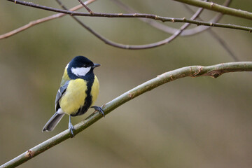 bird, natur, wild lebende tiere, gelb, blaumeise, 