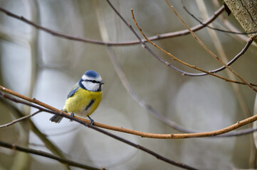 bird, natur, wild lebende tiere, gelb, blaumeise, 