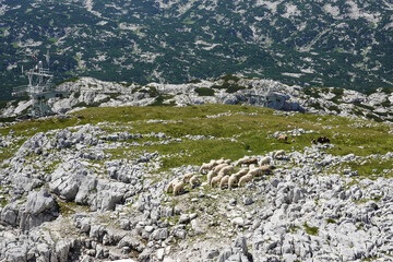Sheeps in mountains in Austria, Salzkammergut region Krippenstein mountain
