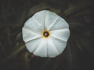 close up of lotus flower