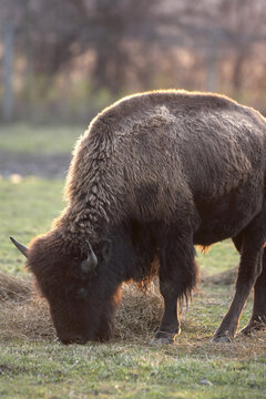 Bison Eating, Barrie, Ontario, Canada