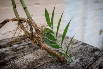 Root and leaf Sambucus ebulus, also known as danewort, dane weed,  or European dwarf elder,...