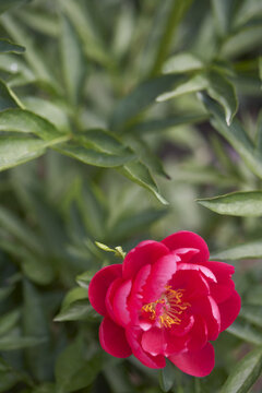 Red Herbaceous Peony