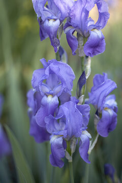 Blue and Purple Irises, Royal Botanical Gardens, Hamilton, Ontario, Canada