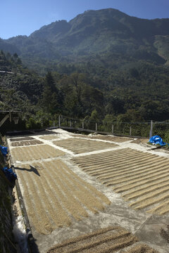 Drying Coffee Beans, Finca Vista Hermosa Coffee Plantation, Agua Dulce, Huehuetenango Department, Guatemala