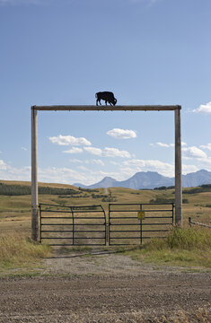 Gate at Tacarsey Bison Ranch, Pincher Creek, Alberta, Canada