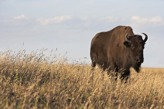 Bison in Field, Tacarsey Bison Ranch, Pincher Creek, Alberta, Canada