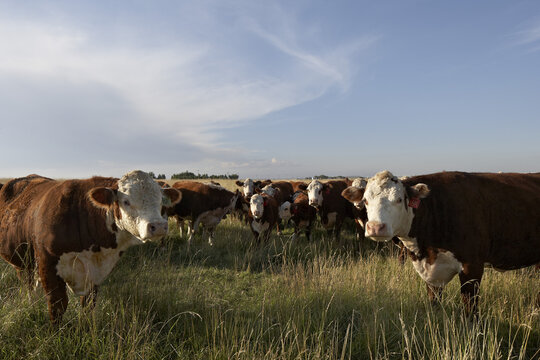 Herd of Beef Cattle in Field, Alberta, Canada