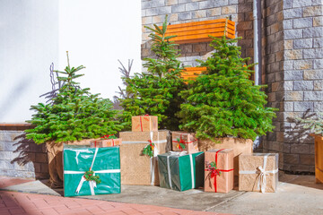 Three freshly live fir trees and boxes with gifts near the building decorated with decorations lit by the bright sun.