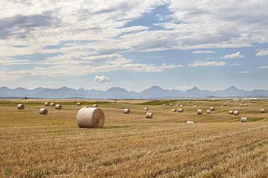 Hay Bales in Wheat Field, Rocky Mountains in Distance, Pincher Creek, Alberta, Canada