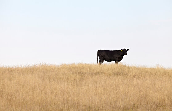 Black Beef Cow Standing in Field, Pincher Creek, Alberta, Canada