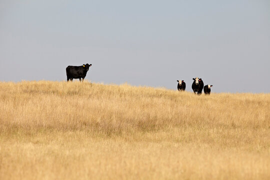 Black Beef Cattle in Field, Pincher Creek, Alberta, Canada