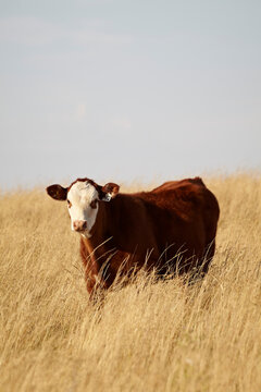 Beef Cattle Calf Standing in Field, Pincher Creek, Alberta, Canada