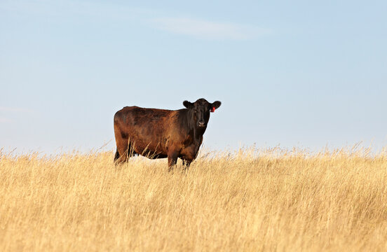 Beef Cow Standing in Field, Pincher Creek, Alberta, Canada