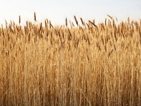 Close-up of Ripened Wheat Stalks in Field, Pincher Creek, Alberta, Canada