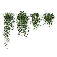 Front view of Plant (Hanging Creepers Plants 1) Tree png