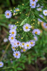 White and yellow flowers of Symphyotrichum lanceolatum plant with dark green blurred background.