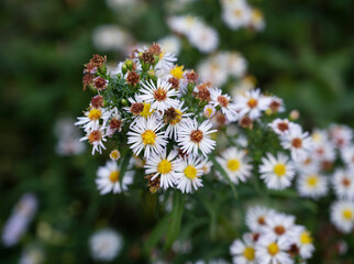 White yellow orange flowers of Symphyotrichum pilosum with dark green blurred background.