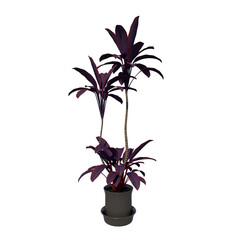 Front view of Plant (Cordyline fruticosa Ti Plant 1) Tree png