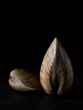 Clams