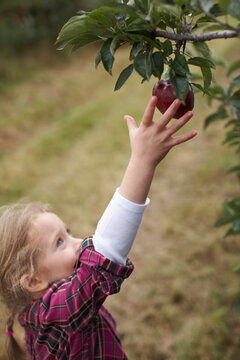 Girl Picking Apples in Orchard, Milton, Ontario, Canada