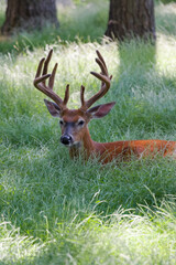 A White-tailed deer, a buck, lays down in tall grass with his large rack in velvet.  Summer photo.