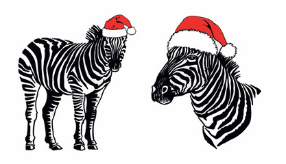 Vector two zebras in red Santa Claus hat on white isolated, Christmas illustration