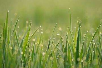 Dew Drops on Grass