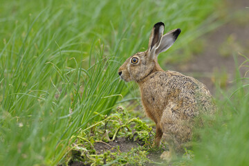 European Brown Hare, Hesse, Germany