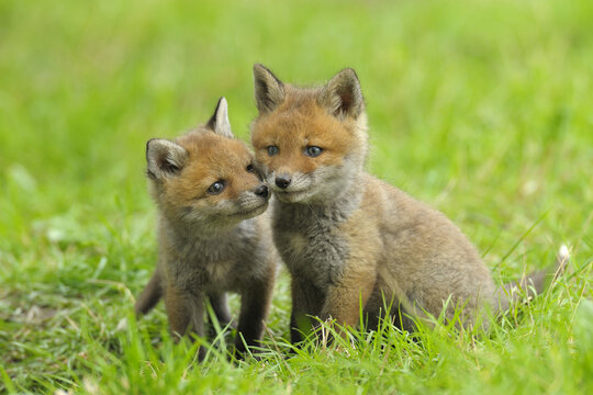 Red Fox Kits, Hesse, Germany